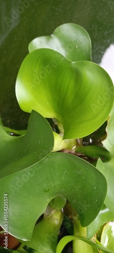 Water Hyacinth Plant on Water Surface photo
