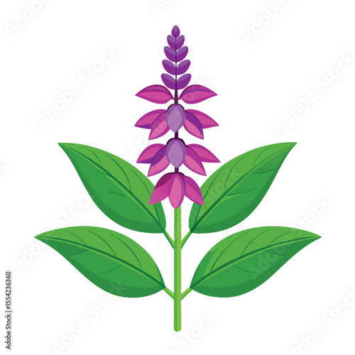 salvia flower isolated on white background.