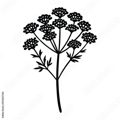 yarrow flower line art for coloring page.