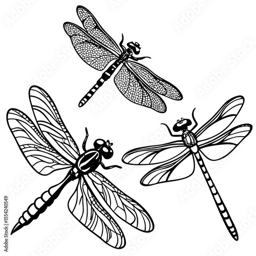 dragonfly vector set