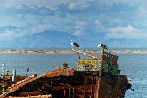 Photos Janie Seddon shipwreck with roosting seagulls, Motueka, New Zealand