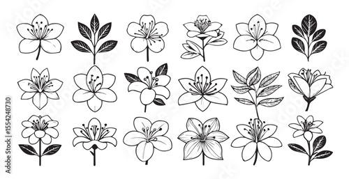 Collection of delicate botanical floral illustrations silhouette