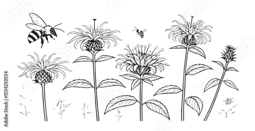 Monarda flowers and bees in a delicate line drawing silhouette style