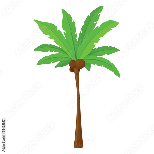 Illustration of coconut palm tree isolated on white background for summer design and tropical themes