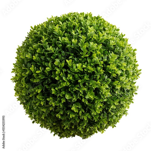 A perfect round green bush isolated on white background
