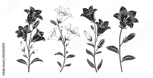 Elegant black and white bellflower botanical illustrations silhouette