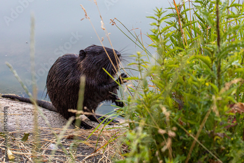 black nutria eats grass holding it with its paws. Wildlife conservation in nature