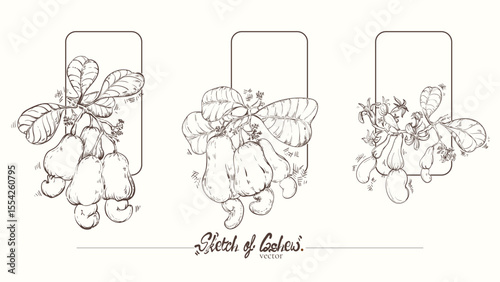 set of isolated cashew tree branch sketches. Cashew fruits, cashew nuts and their flowers. Vector illustration