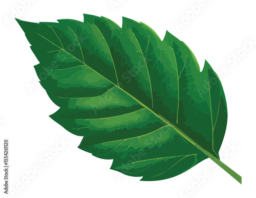 Vibrant green leaf with intricate vein detail on a white background
