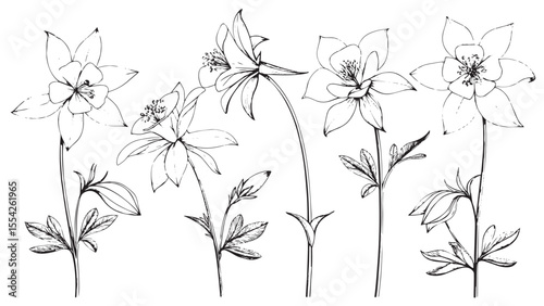 Collection of delicate columbine flowers in a detailed line drawing silhouette