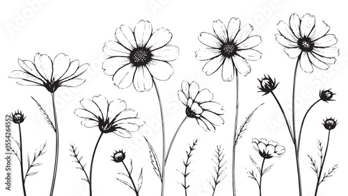 Collection of delicate line art daisy flowers and buds silhouette