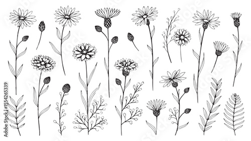 Collection of blue cornflower flowers and buds in a delicate line drawing silhouette style