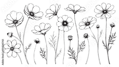 Collection of delicate hand drawn cosmos flowers and buds in a line art silhouette