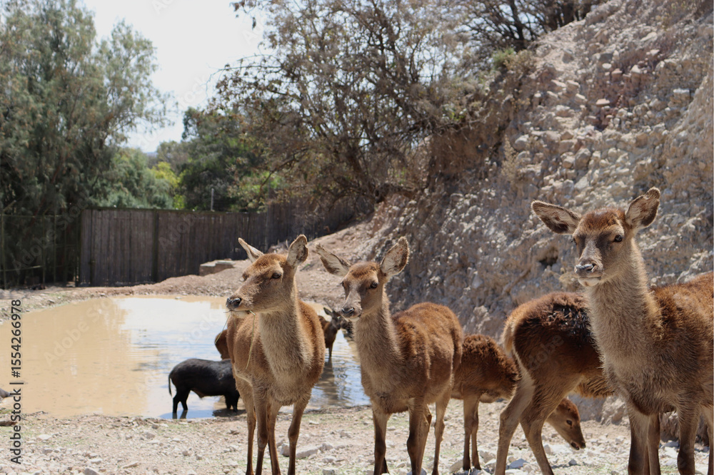 Obraz premium Group of young deer in reserve