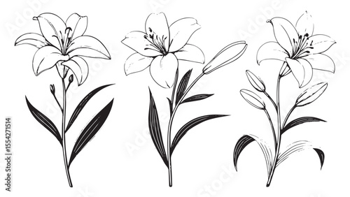 Elegant lily flowers and buds in a stylized line art silhouette