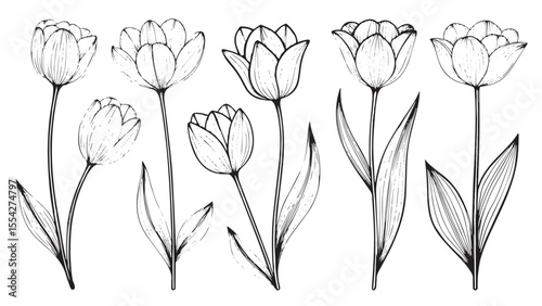 Elegant line art tulip flowers with delicate petal details silhouette