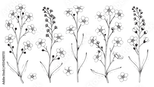 Collection of delicate blue forget me not flowers and stems silhouette