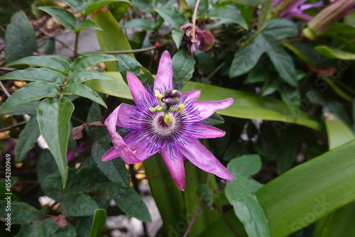 Фототапет Passiflora incarnata showing its colorful flower and green leaves