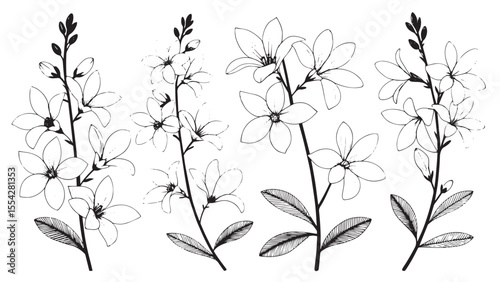 Elegant floral illustration with delicate line art flowers and leaves silhouette