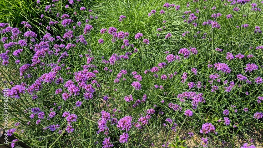 Fototapeta premium Colorful wildflowers
