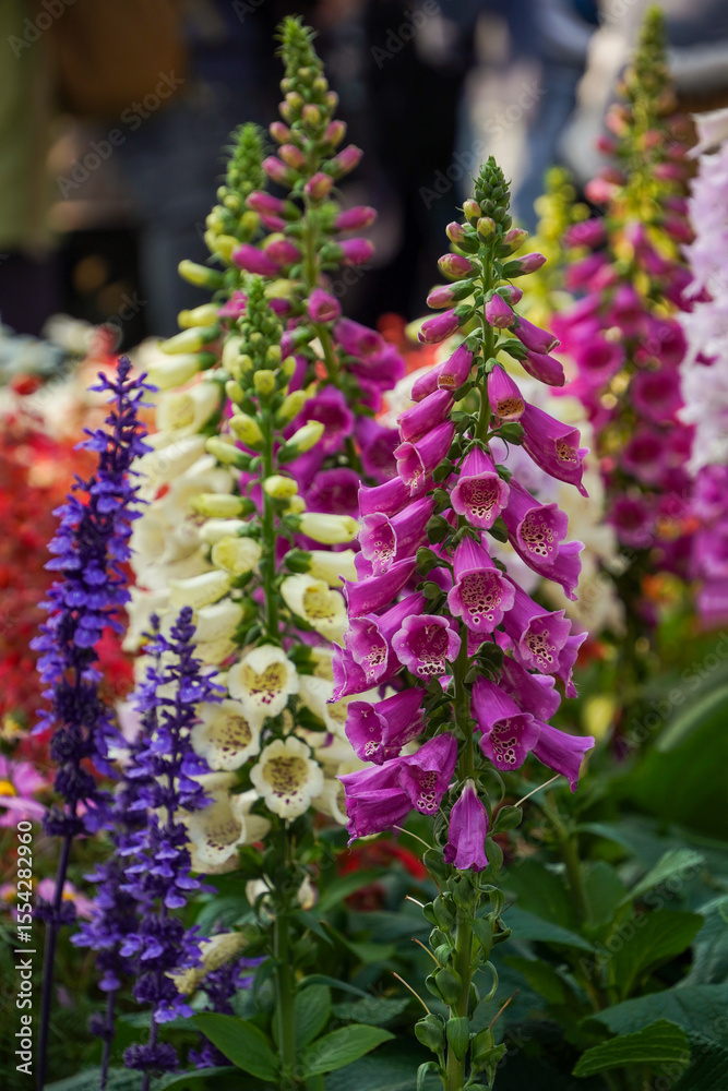 Obraz premium A close-up photo of Foxglove plants.
