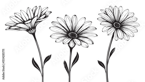 Three delicate daisy flowers in a detailed line drawing silhouette style