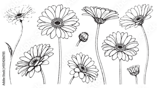 Collection of detailed line art gerbera daisy flowers and buds silhouette