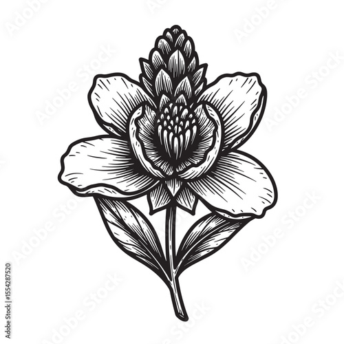 Detailed vintage art silhouette of a botanical flower blooming with petals and leaves