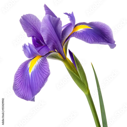 A magnificent blooming purple iris, a stunning and colorful garden flower from springtime isolated on a transparent background png