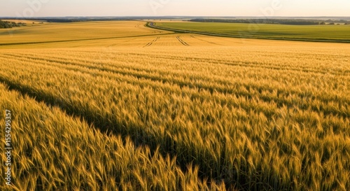 Vast golden wheat field under a clear sky during sunset hours