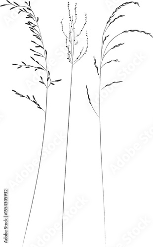 Field and meadow grasses, black outline, template for packaging and product cover. Sketch of medicinal plants, vector flat cartoon drawing.	