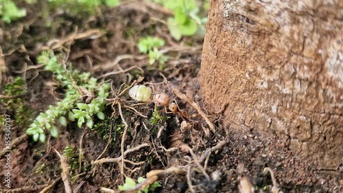 Wallpaper Mural The Queen Weaver Ant is fighting with her subjects, the weaver ants (Oecophylla smaragdina) Torontodigital.ca