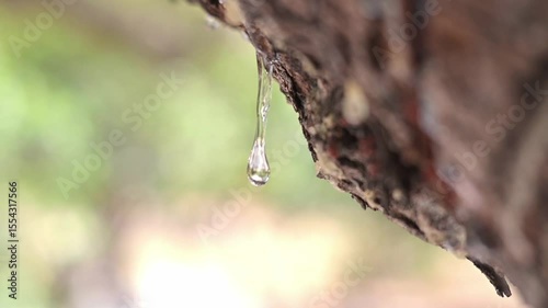 Wallpaper Mural Fresh mastic beads emerge in slow ooze from a Chios tree. Soft-focus background adds elegance and tranquility to the scene Torontodigital.ca