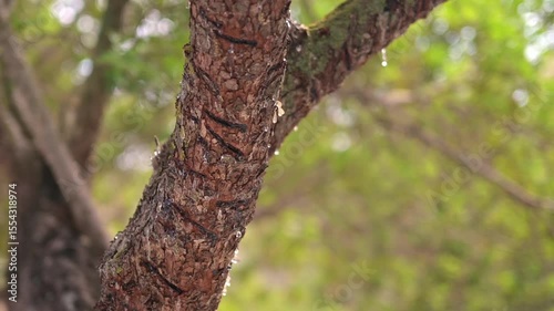 Wallpaper Mural Transparent mastic drops fall gently from tree bark, framed by sunlight and a blurred forest background. Chios Island, Greece Torontodigital.ca