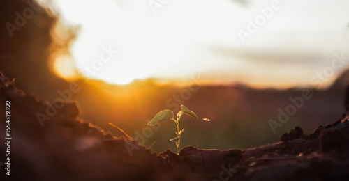 small trees, fresh green, natural planting concept.