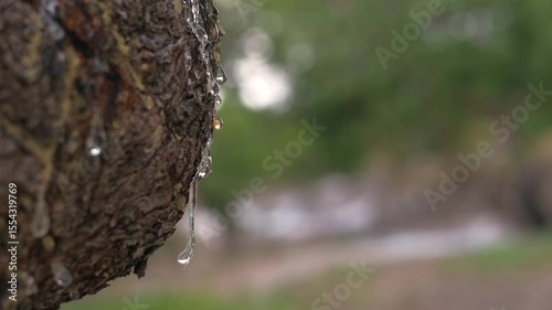 Wallpaper Mural Crystal-clear mastic drops slowly ooze from a tree trunk on Chios Island, glistening in natural sunlight with soft bokeh and earthy textures. Torontodigital.ca