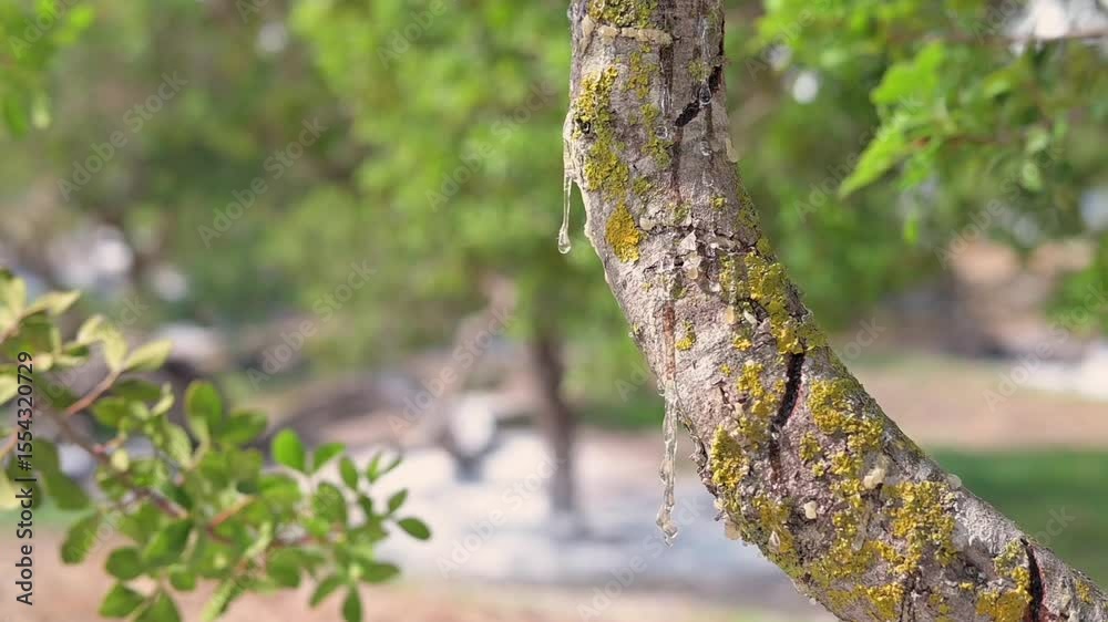 custom made wallpaper toronto digitalMastic tree branch weeps slowly forming resin pearls. A tranquil nature moment emphasizing purity, light, and organic beauty