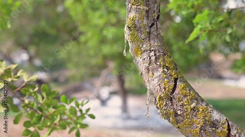 Wallpaper Mural Mastic tree branch weeps slowly forming resin pearls. A tranquil nature moment emphasizing purity, light, and organic beauty Torontodigital.ca