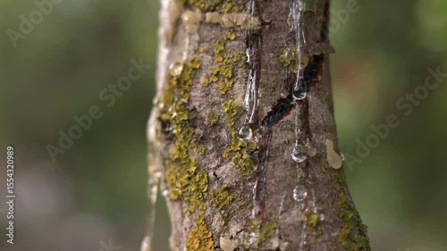 Wallpaper Mural Droplets of mastic cling and slowly fall, forming clear beads along the branch. Natural resin from Greeces rare mastic trees Torontodigital.ca