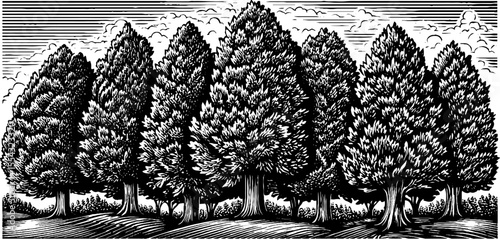 Majestic cedar forest trail in black and white for nature and wilderness art