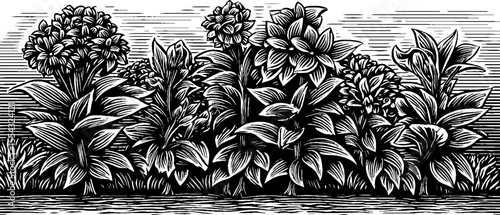 Vintage floral border design along walkway for garden illustration or print