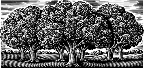 Leafy boulevard with central median trees in black and white for urban design