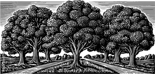 Leafy boulevard with central median hand drawn black and white design for print or poster