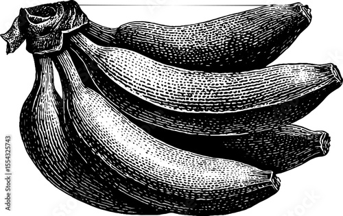 Vintage banana bunch illustration with peel curl and stem details