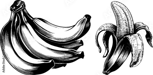 Vintage banana bunch and peeled banana illustration for retro design and decor