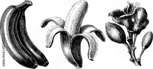Vintage banana illustrations with bunch, peel, and stem detail for retro design