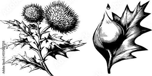 Vintage castor bean plant illustration with lobed and spiny leaves for botanical design