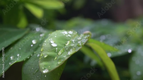 drops on a leaf after rain. Close-up of large water droplets trembling on green plant leaves after rain. Fresh, natural, and vibrant atmosphere. Macro nature footage with shallow depth of field. 