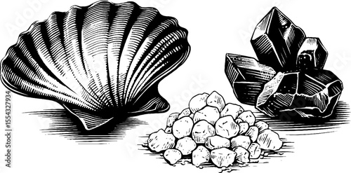 Vintage clam shell, sea salt crystals, and tidal objects for nautical design