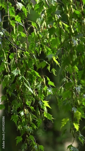 drooping birch Dalecarlica. Branches with young foliage of the silver birch Dalecarlica sway in the light breeze on a sunny day